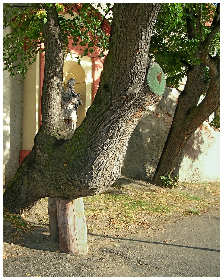 Podepřený strom