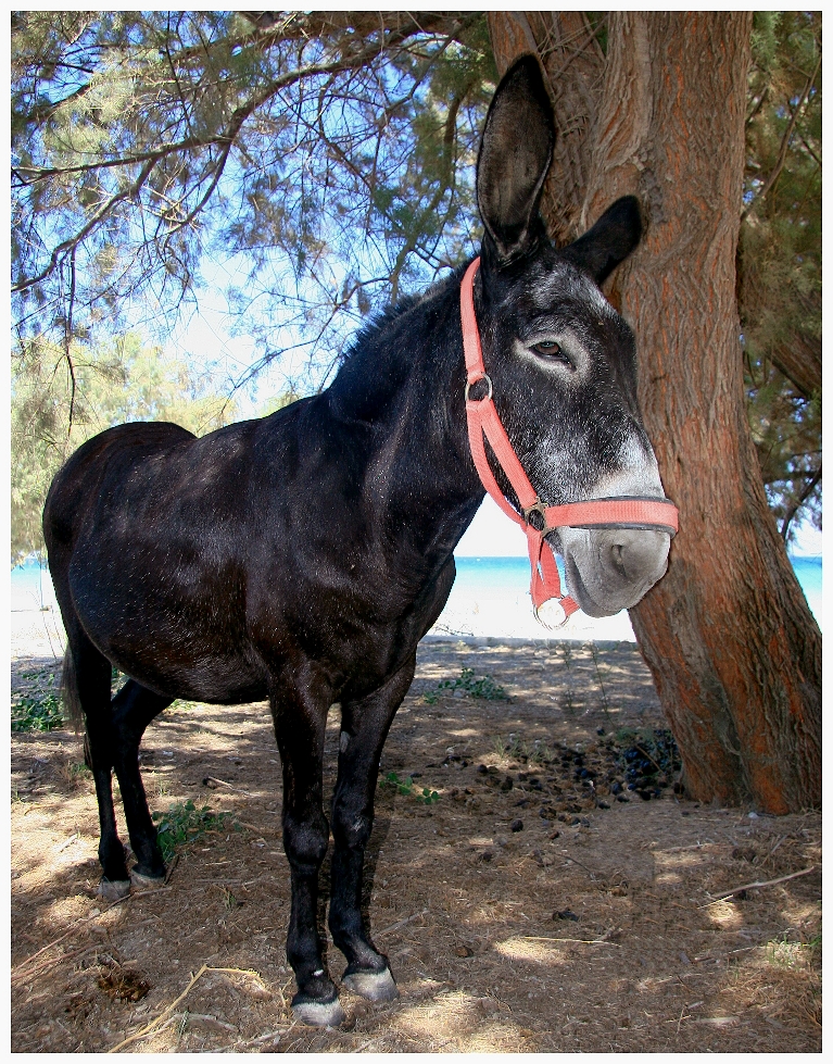 Nečekané setkání na Rhodosu