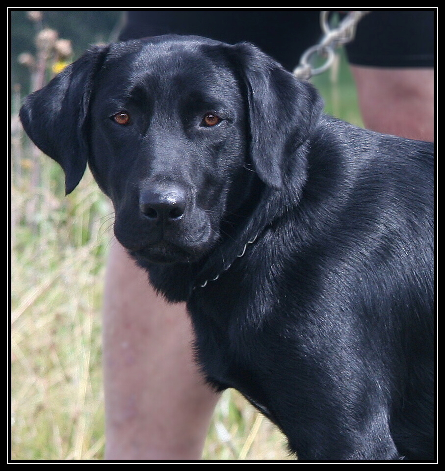 Labrador černý