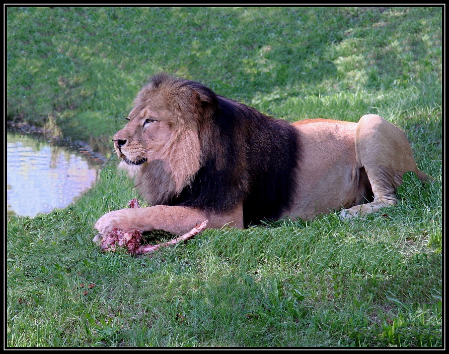 Lev berberský při snídani