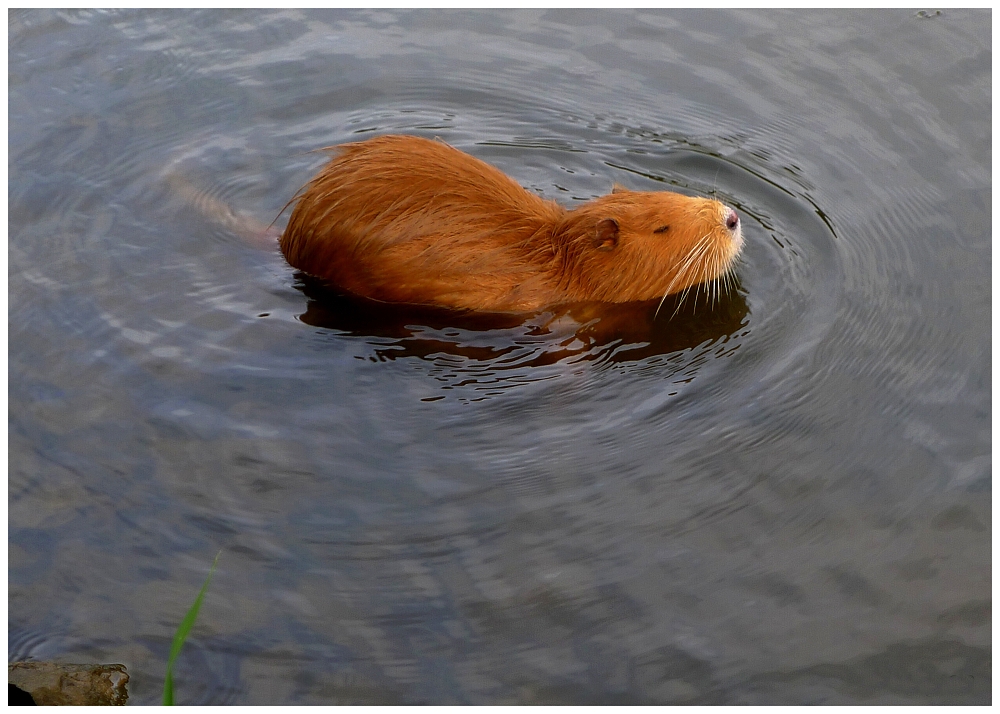 Nutrie říční dnes volně-expanzně žijící