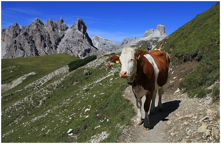 Tvrdohlavá kráva na úzké horské cestě