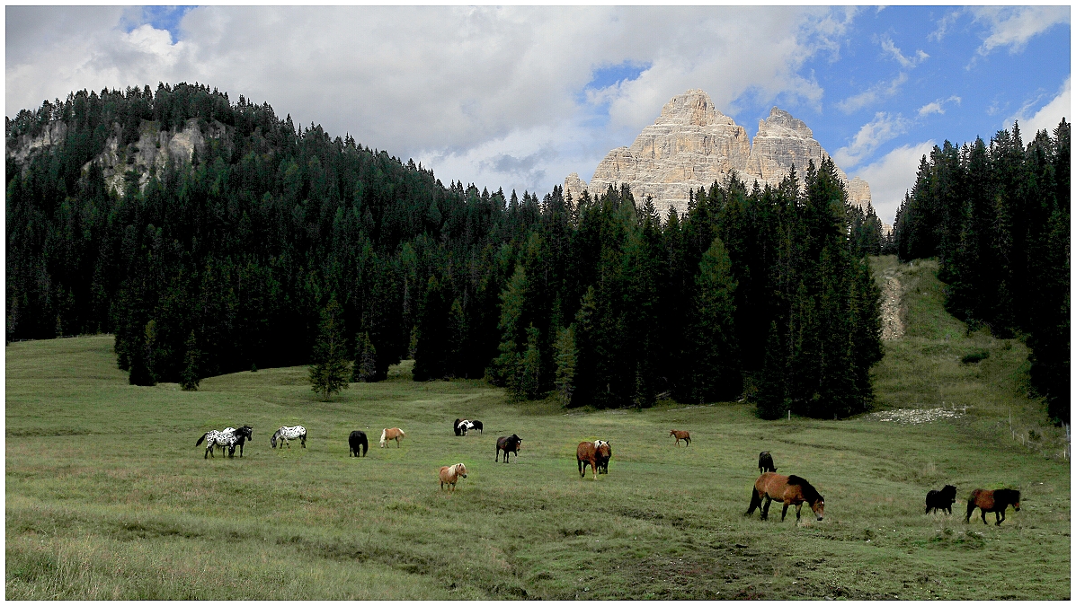 Kůň dolomitský