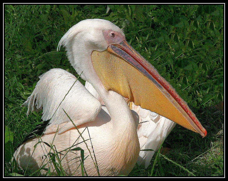 Pan pelikán