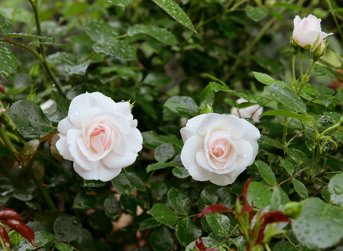 Růže skoro-bílá