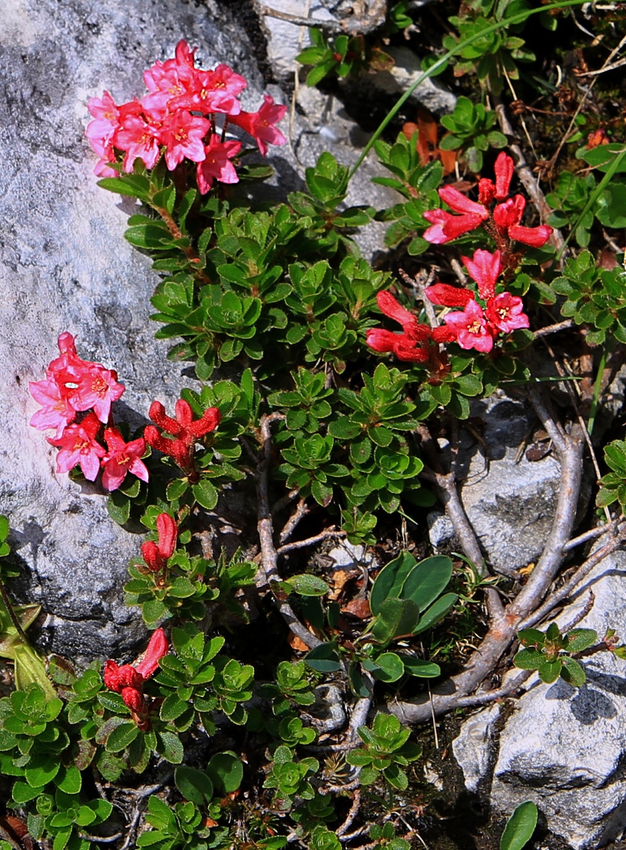 Alpská růže je Rododendron