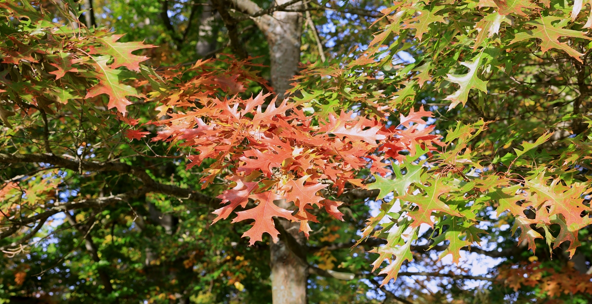 Detail podzimního listí
