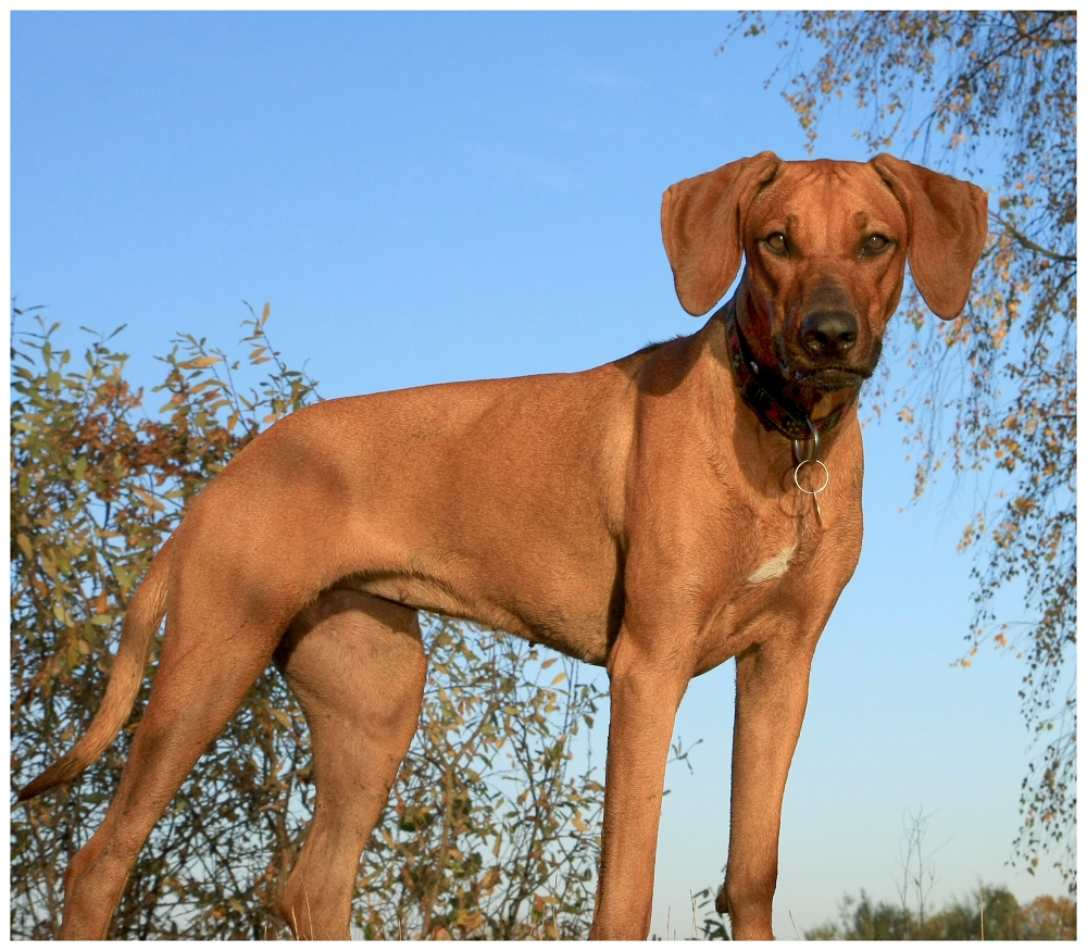 Rhodéský Ridgeback