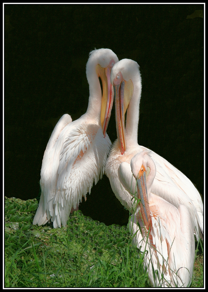Tři pelikáni 