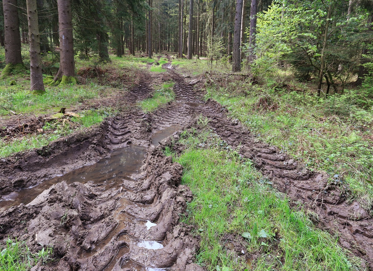 Brutální stopy těžby dřeva