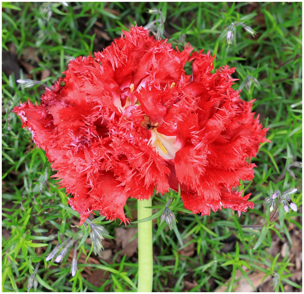 Tulipán přešlechtěný