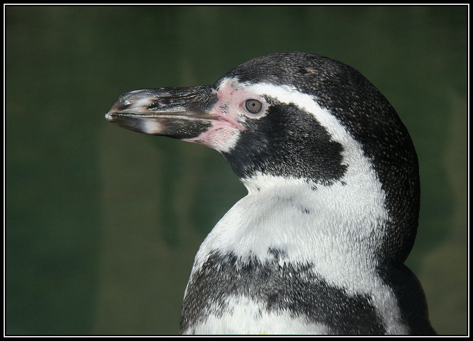 Portrét tučňáka - profil
