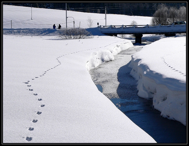 Stopy ve sněhu oboustranně podél potoka