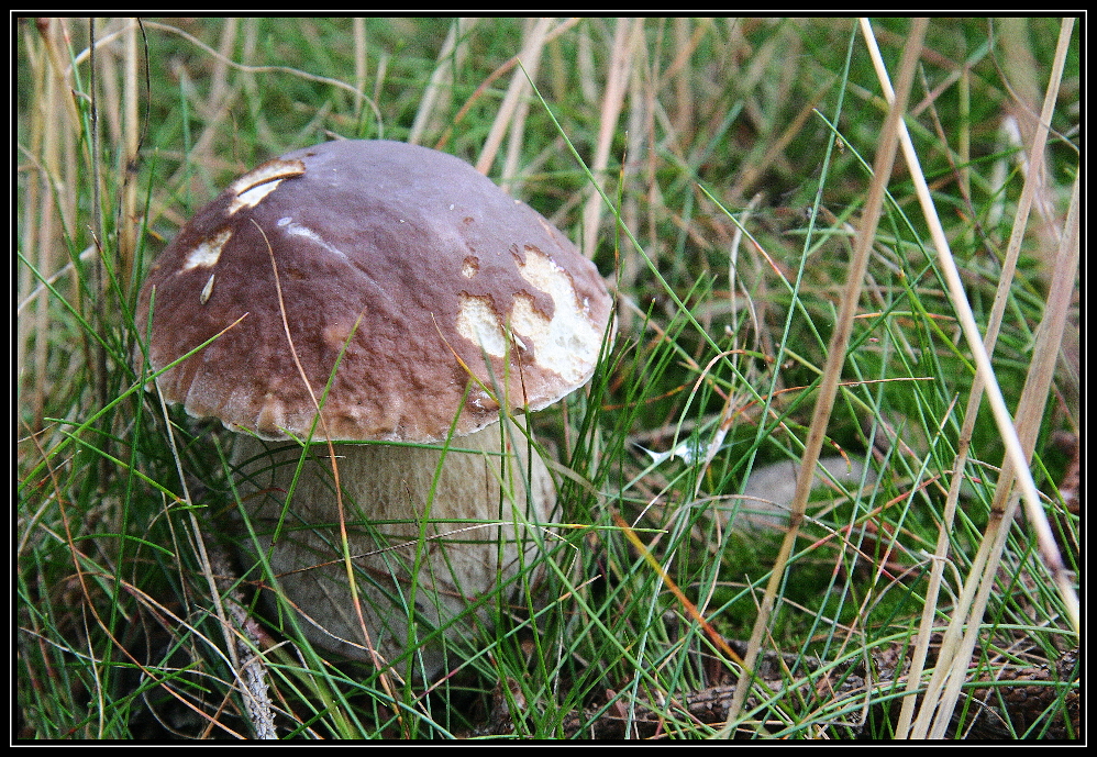 Pravák, nebo-li hřib kamenný