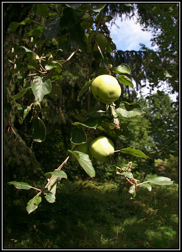 Zdivočelá  jabloň