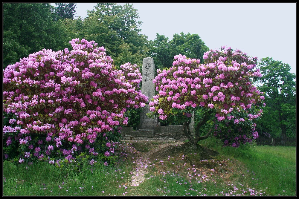 Památník s rododendrony
