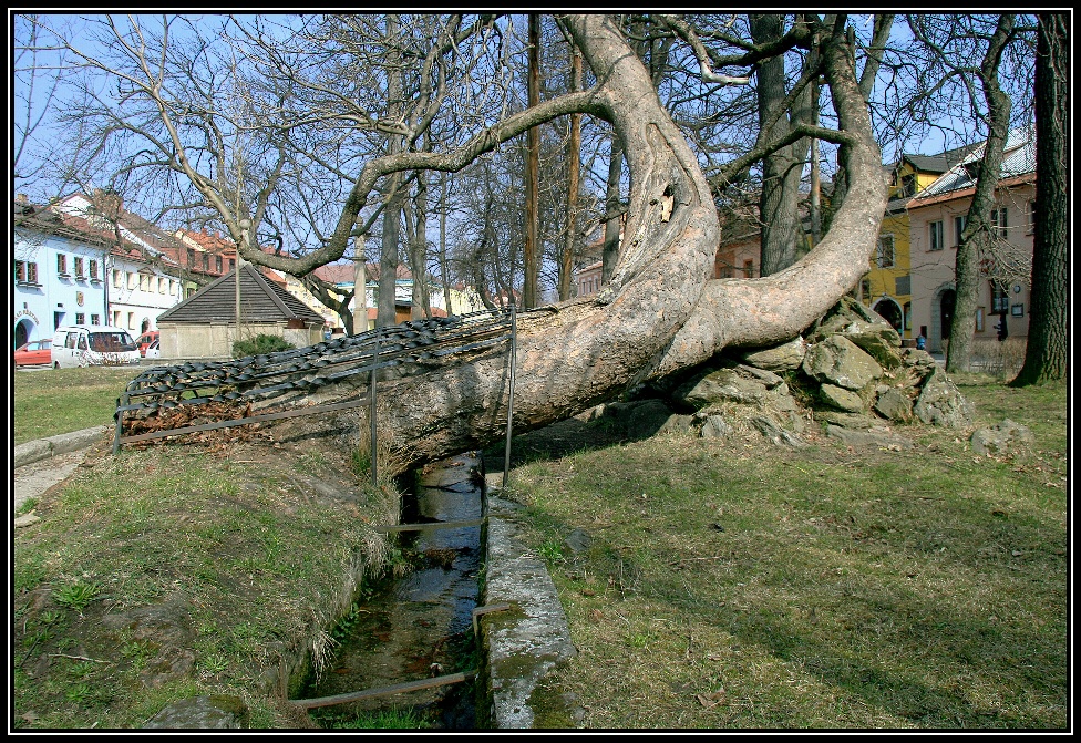 Nad ním se klenou i stromy