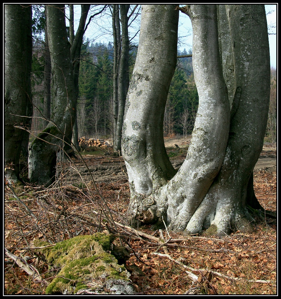 Soubučí